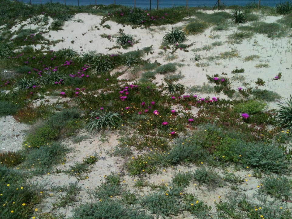 Camping Golfo Dell'Asinara Platamona Buitenkant foto